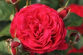 Pheno Geno Roses team proudly presents- ROSA ‘ANDRÉ RIEU’ TM!