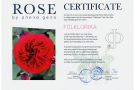 A New Rose Named FOLKLORIKA