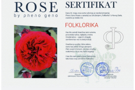 A New Rose Named FOLKLORIKA