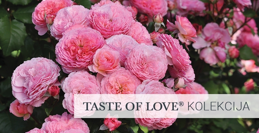 Tast of Love