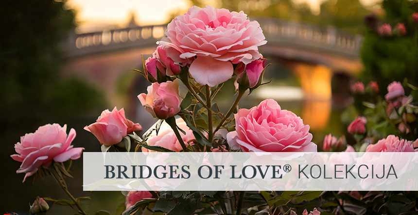 Climbing roses BRIDGES OF LOVE® COLLECTION