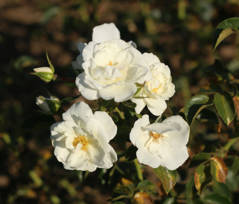 Bridge of Purity NEW