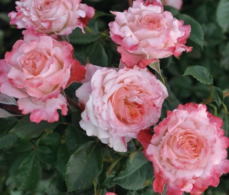 Pheno Geno Roses - PICOTEE™ VAZA
