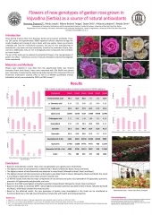 Garden rose flowers as a source of natural antioxidants 